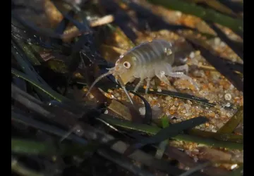 Curieuse laisses de mer