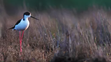 Weiße Stilze in den Sümpfen der Ile d'Oléron
